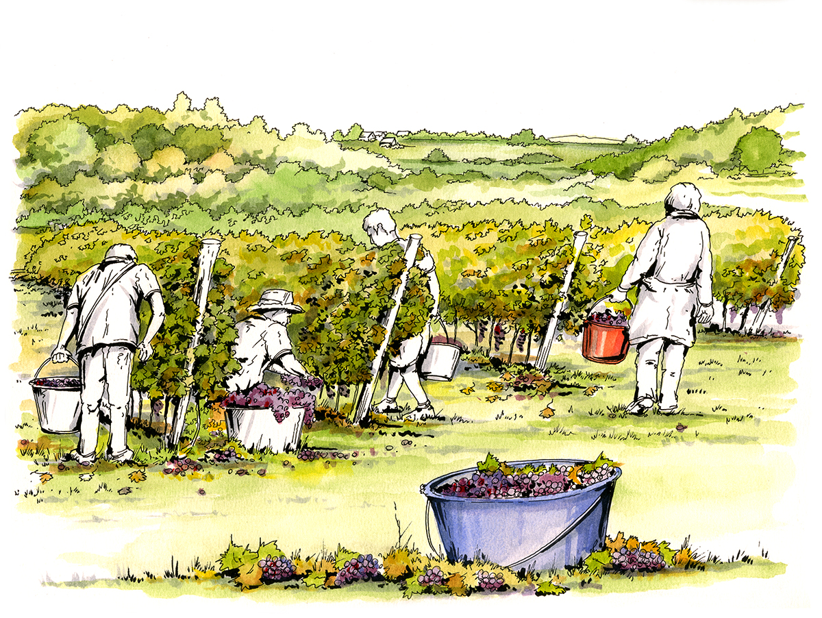 Grape harvest in Ulestraten