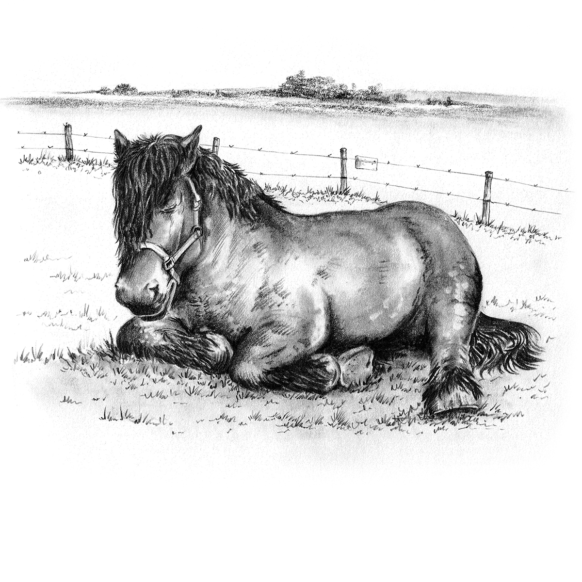 Horse in a meadow near Vijlen