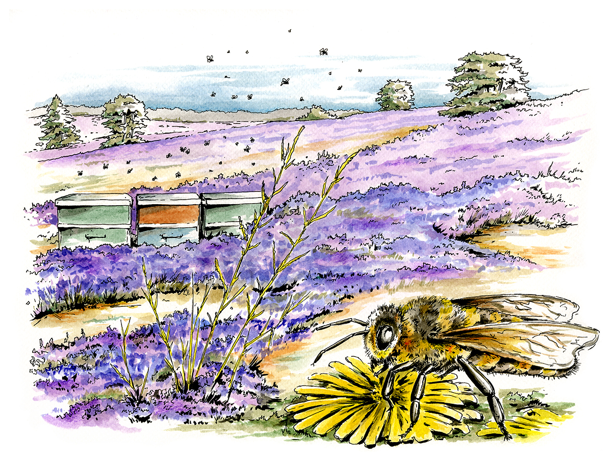 Heather with beehives and honey bee