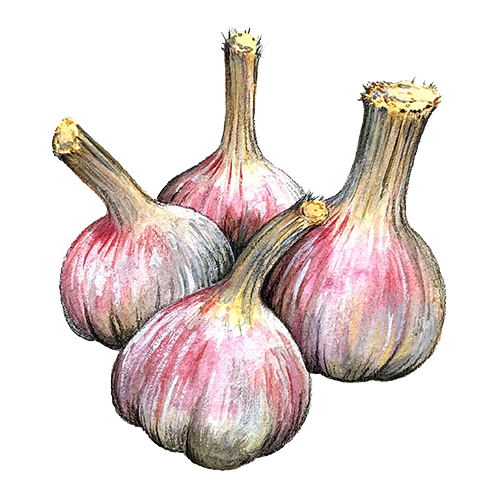 Garlic